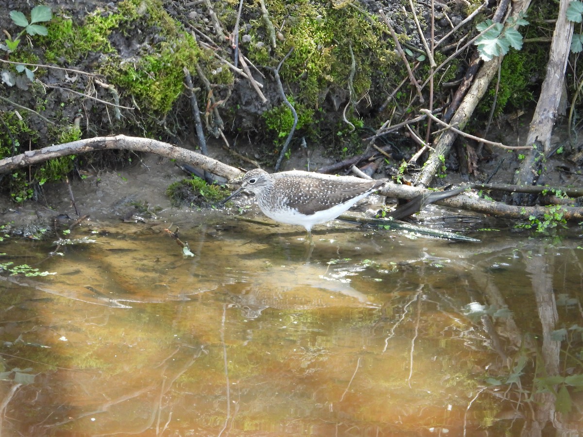 Solitary Sandpiper - ML618182082