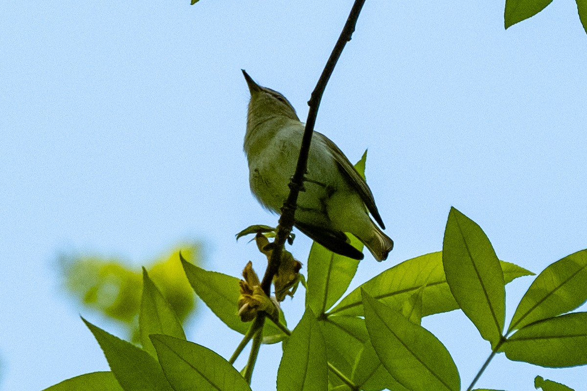 rødøyevireo - ML618182090