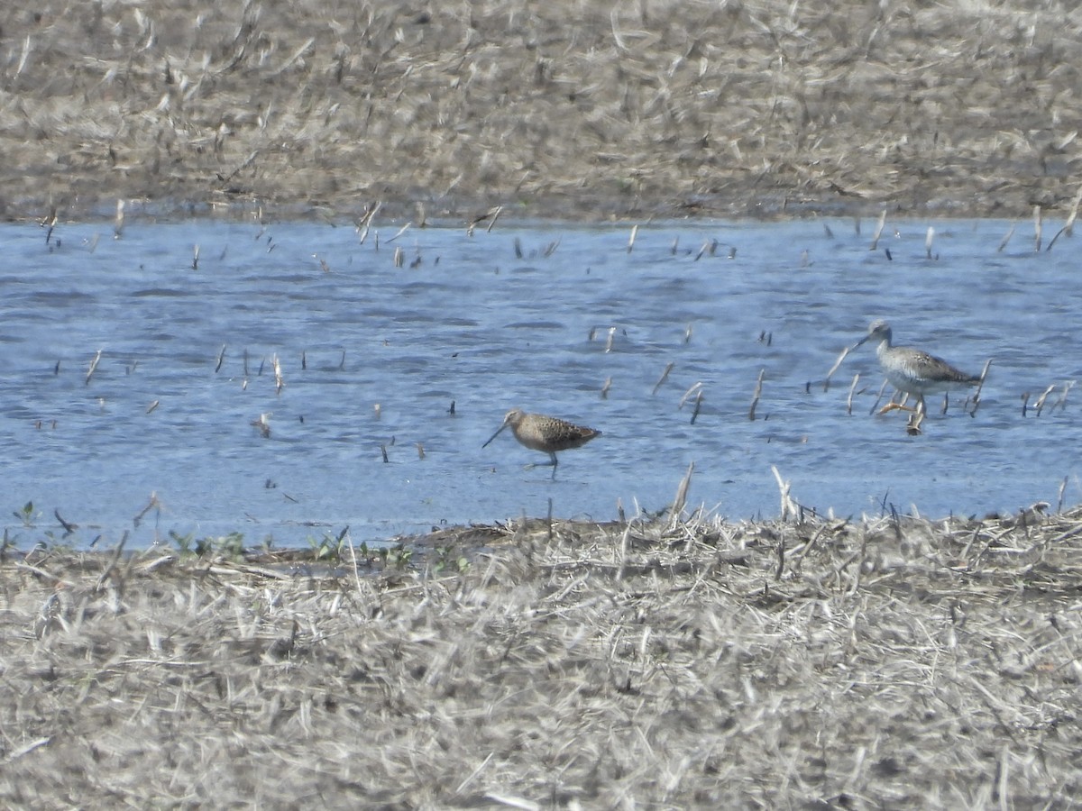 Long-billed Dowitcher - Eric Lamond