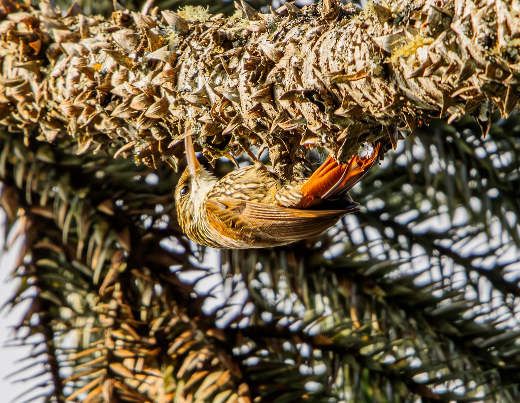 Scalloped Woodcreeper - ML618182114