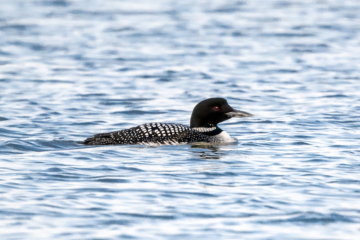 Plongeon huard - ML618182117