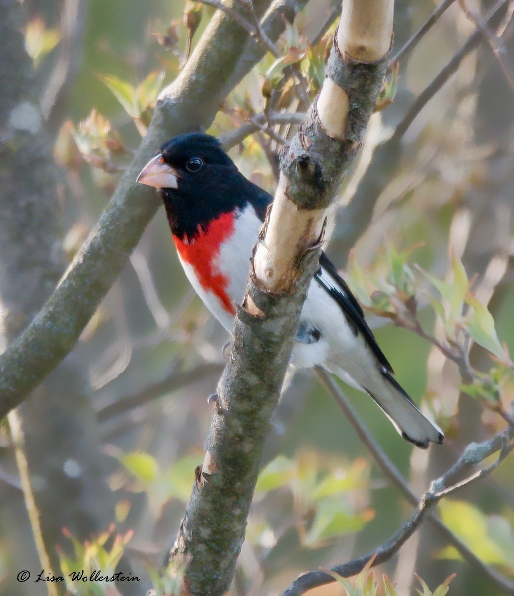 Rose-breasted Grosbeak - ML618182136