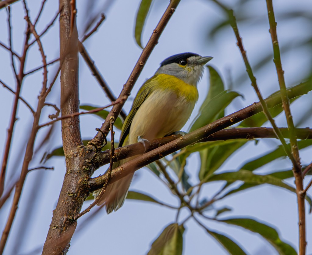 Anambé Verdoso (viridis) - ML618182145