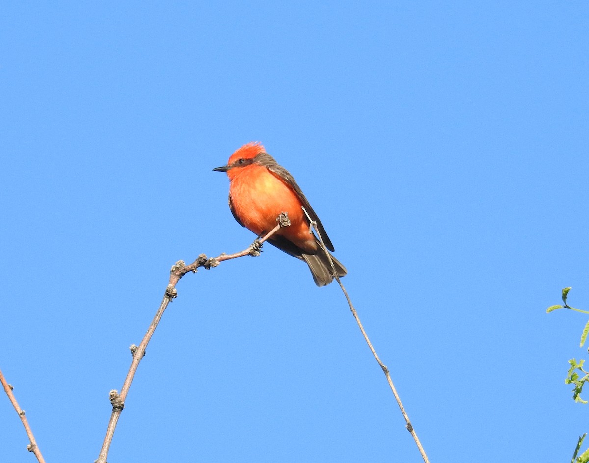 Vermilion Flycatcher - Brian Nicholas