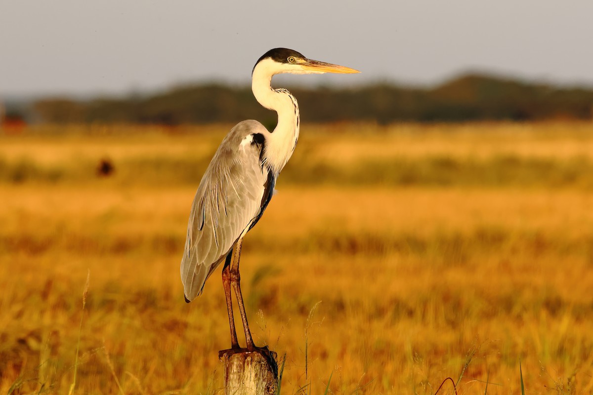 Cocoi Heron - Fabio Landmeier