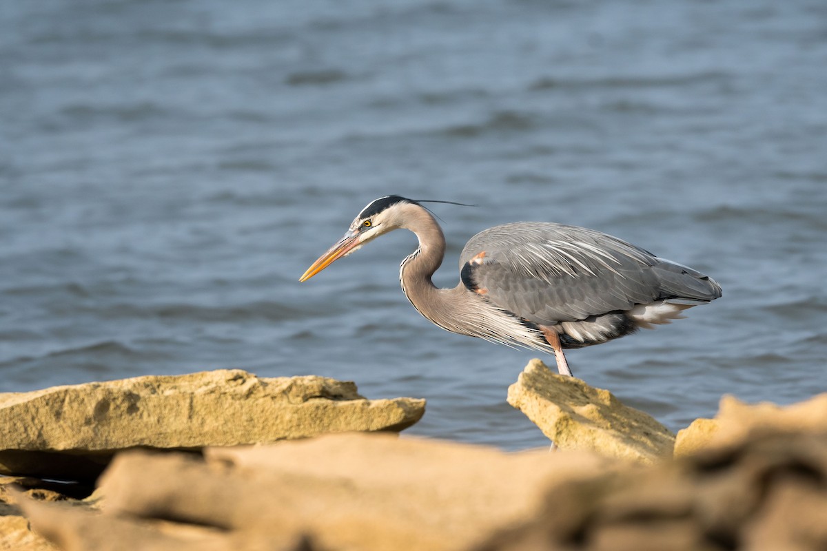 Great Blue Heron - Melissa James