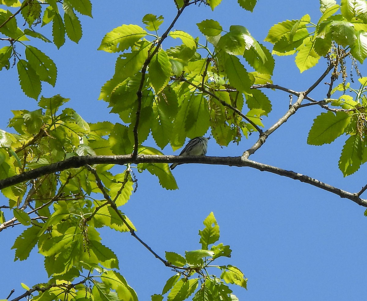 Cerulean Warbler - ML618182200