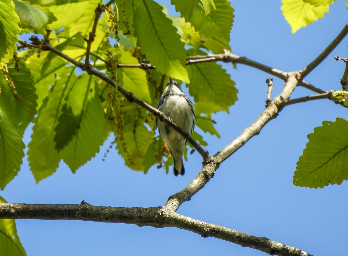 Cerulean Warbler - ML618182202