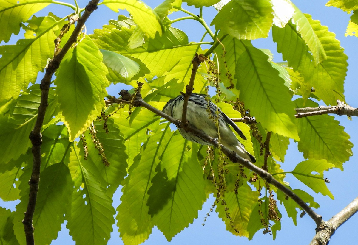 Cerulean Warbler - ML618182204