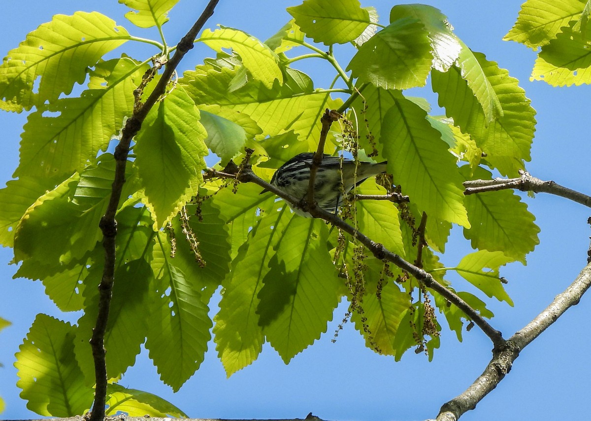 Cerulean Warbler - ML618182206