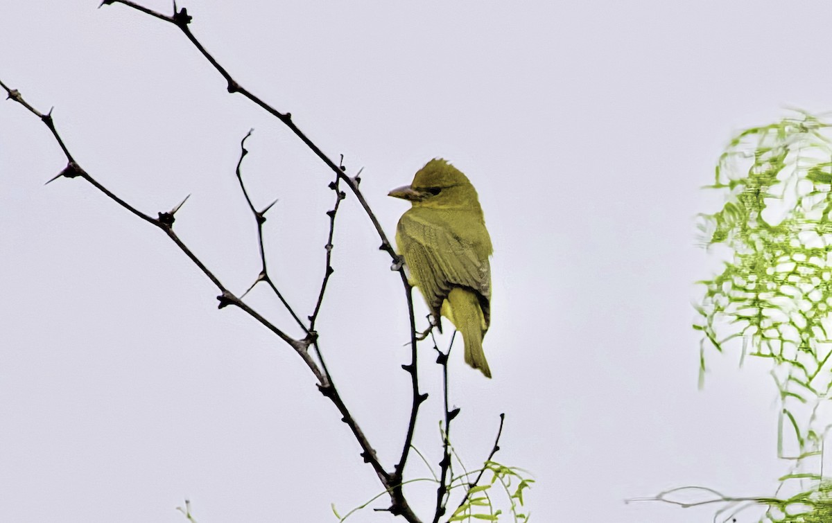 Summer Tanager - Douglas Hall