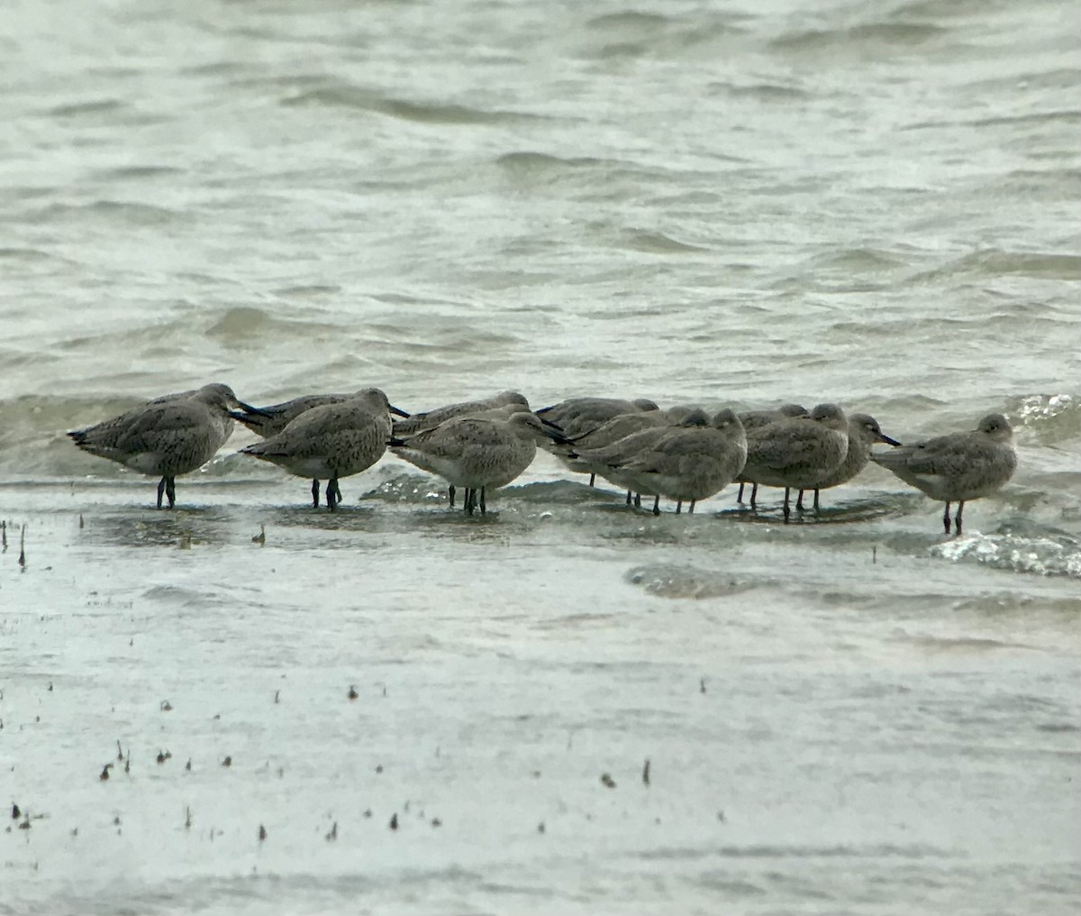 Willet (Western) - Mark Greene