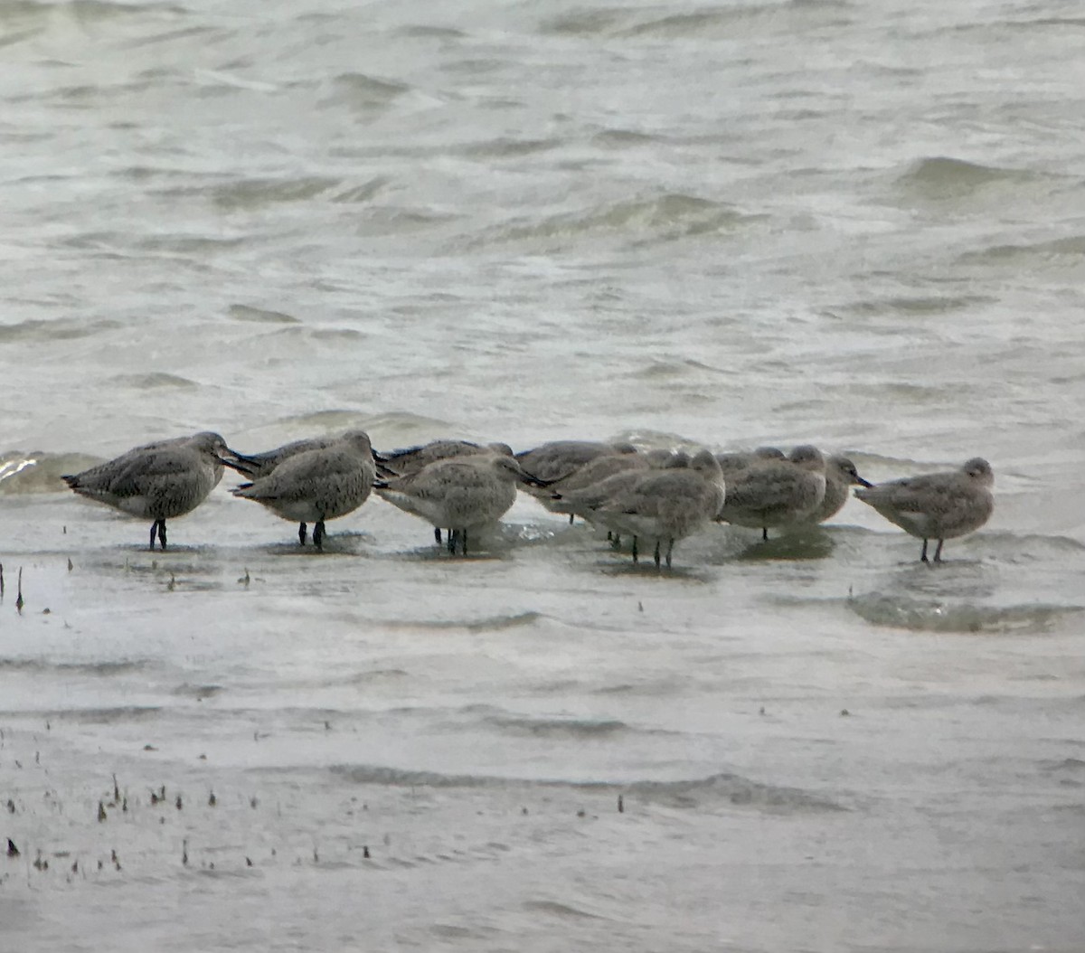 Willet (Western) - Mark Greene