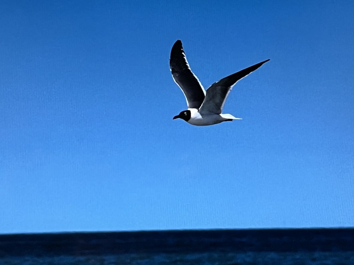 Laughing Gull - ML618182250