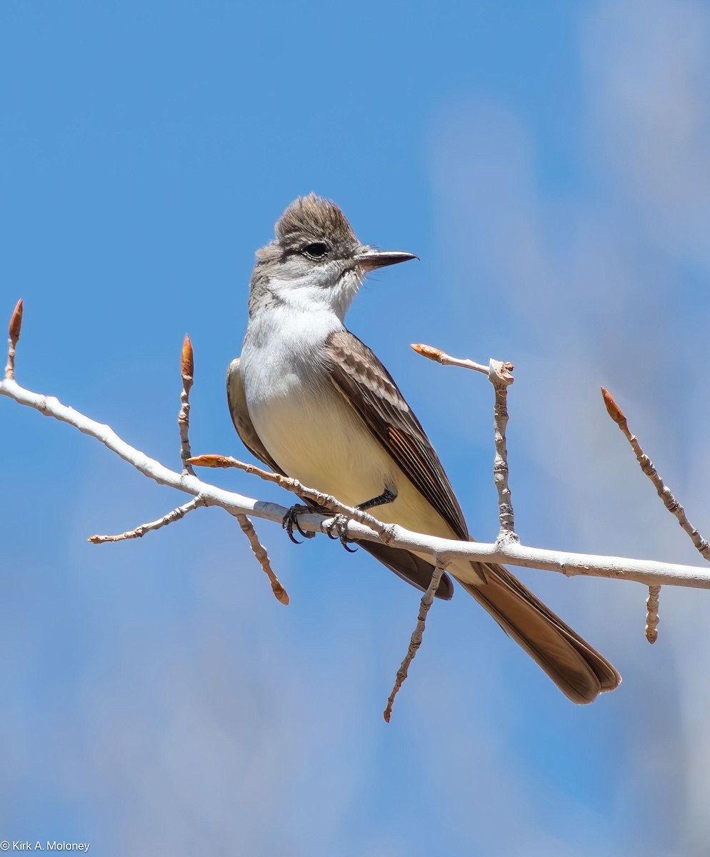 Ash-throated Flycatcher - Kirk Moloney