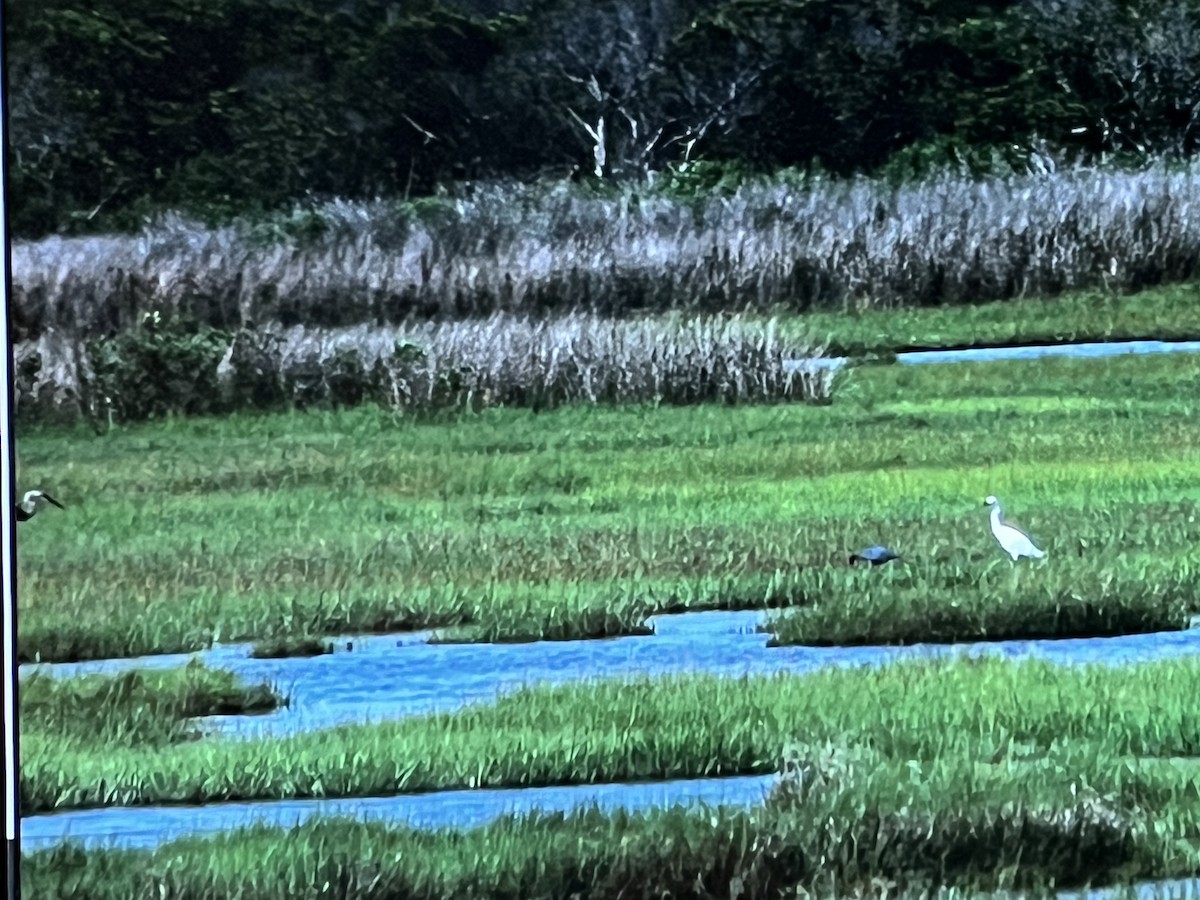 Snowy Egret - ML618182272