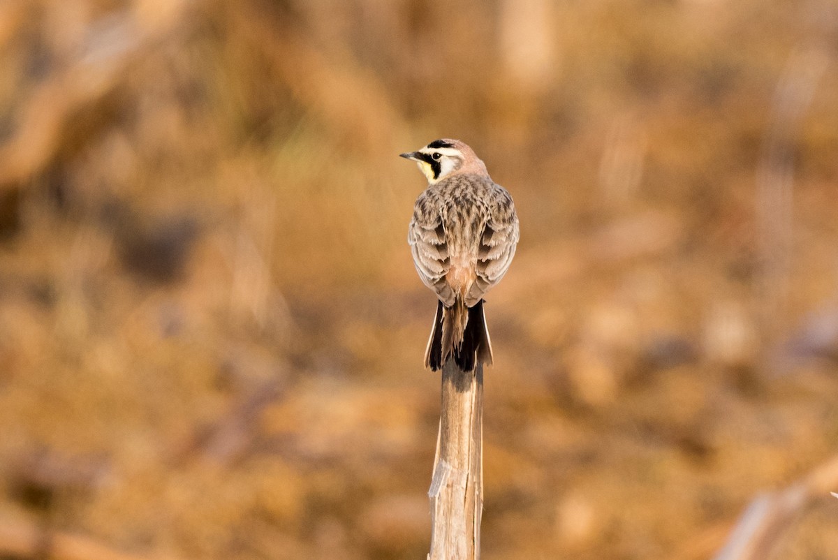 Horned Lark - Melissa James