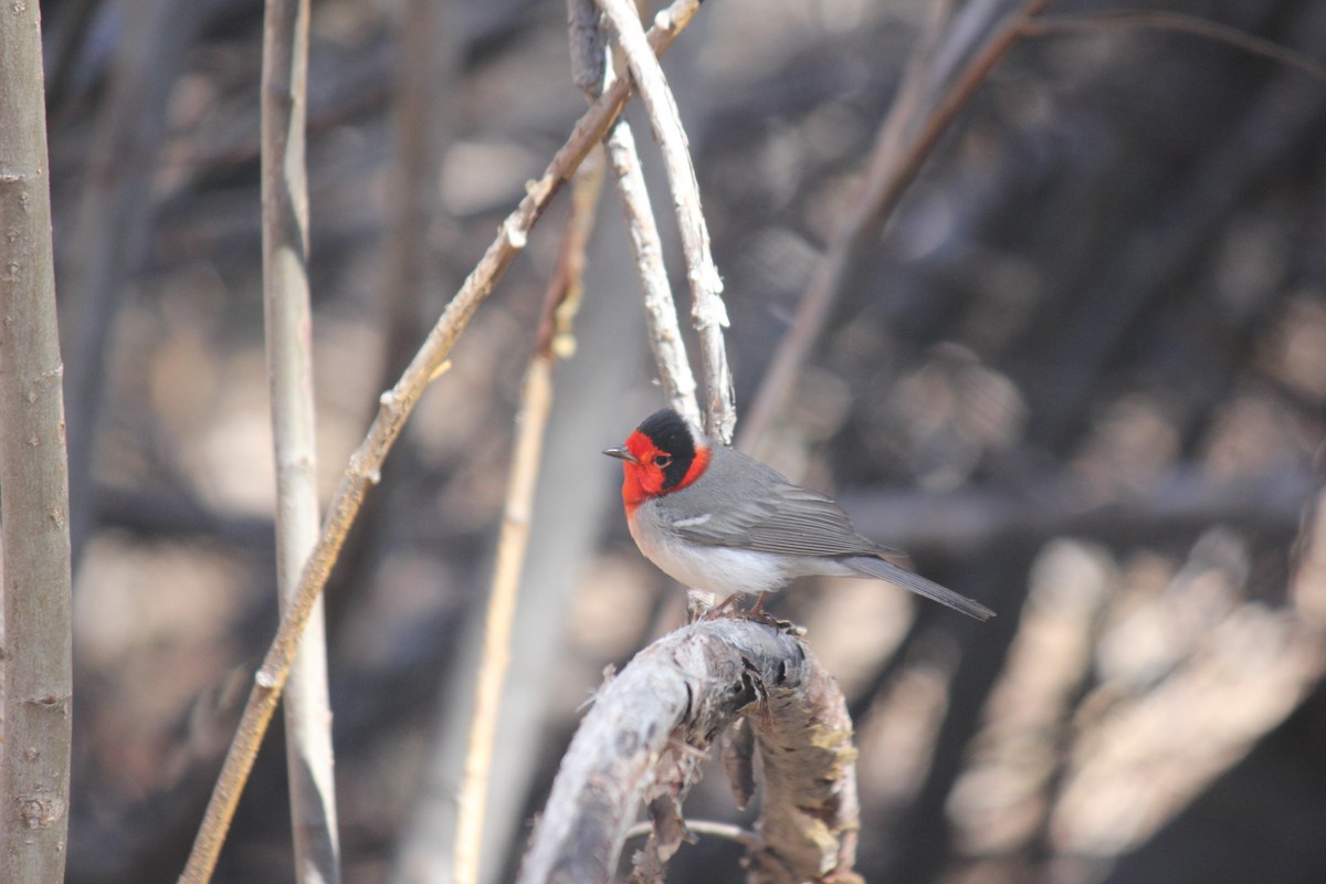 Paruline à face rouge - ML618182329