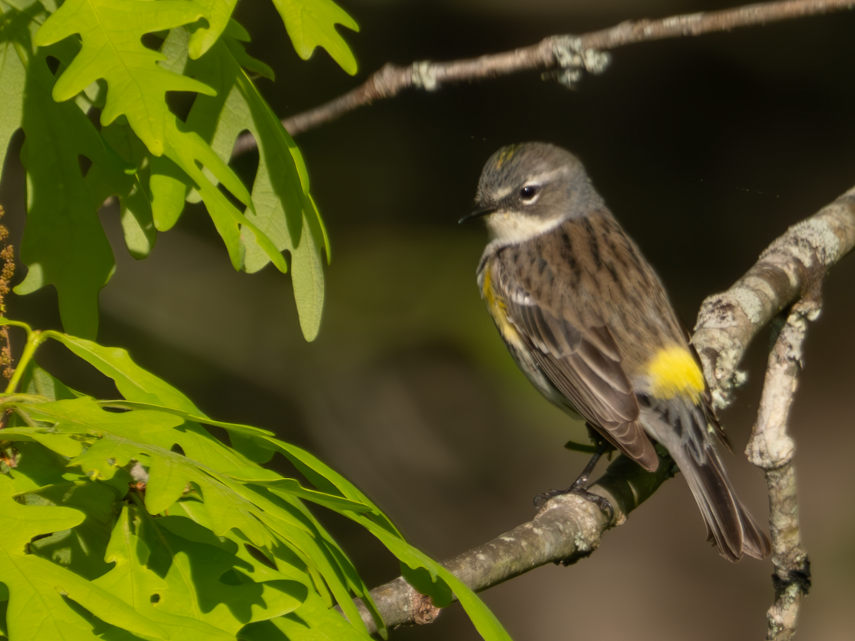 Yellow-rumped Warbler - ML618182335