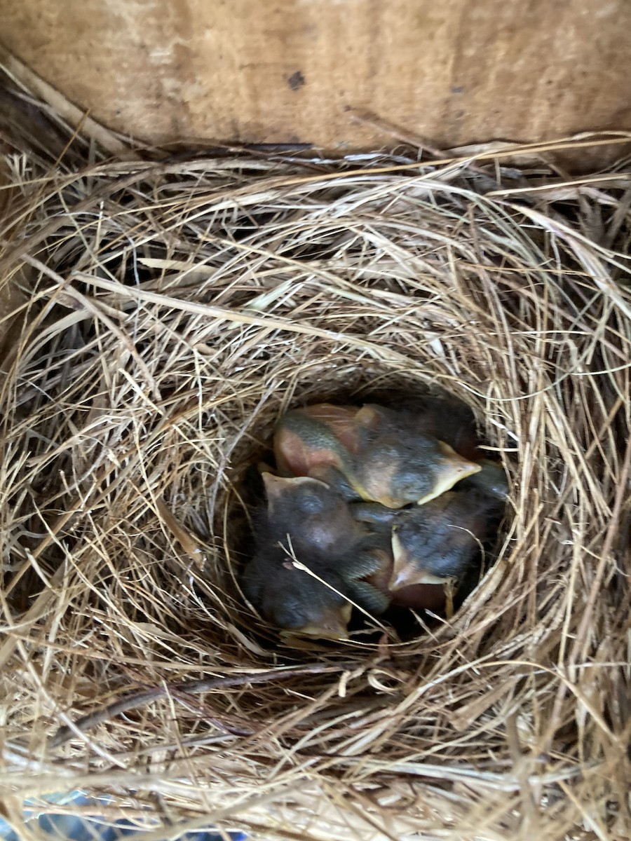 Eastern Bluebird - ML618182347