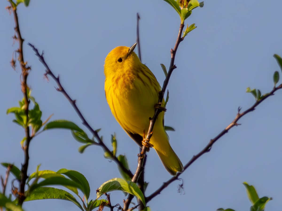 Yellow Warbler - George Bailey
