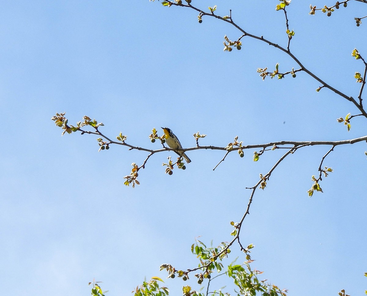 Yellow-throated Warbler - Susan Brauning
