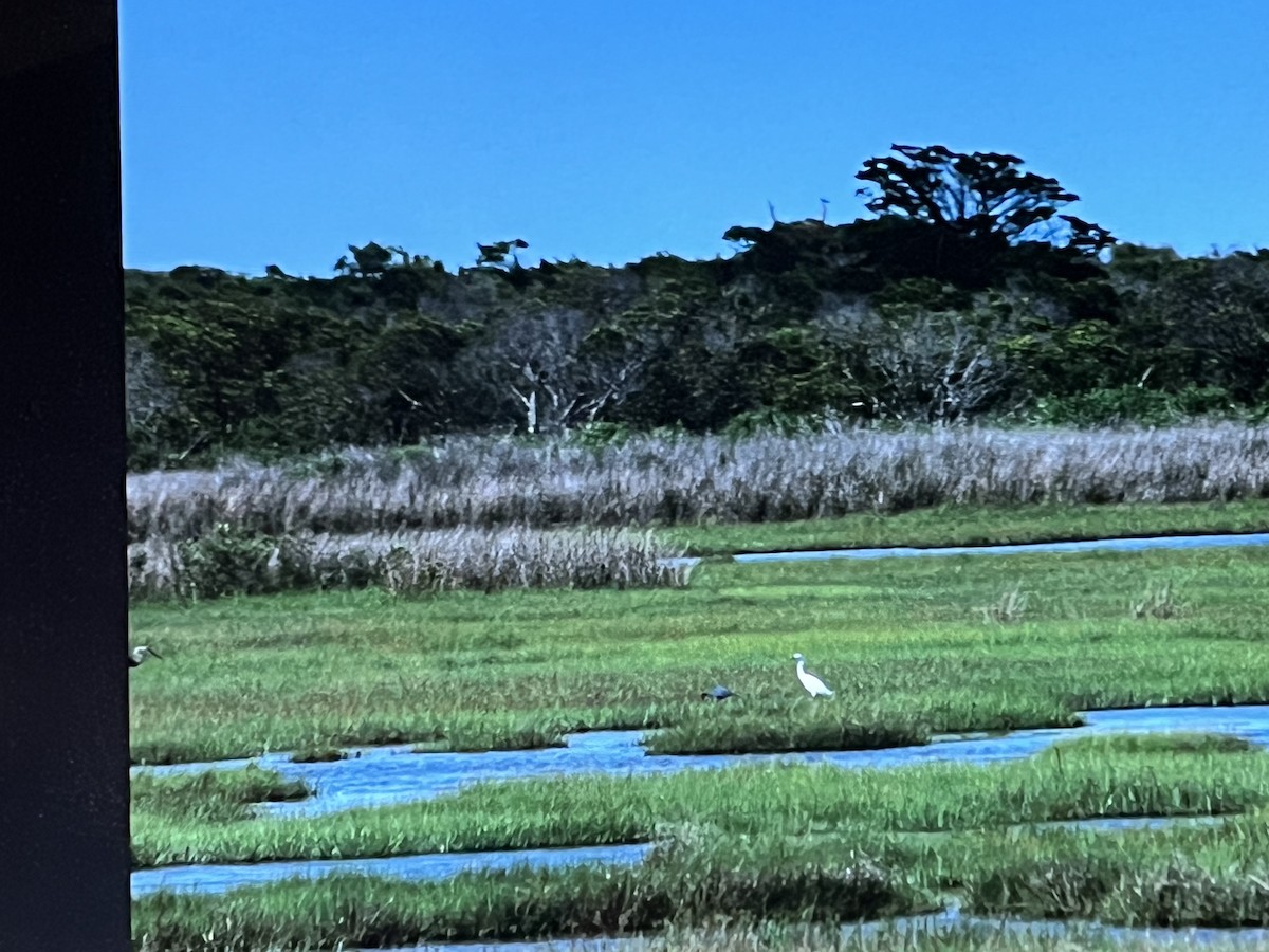 Great Blue Heron - Anonymous