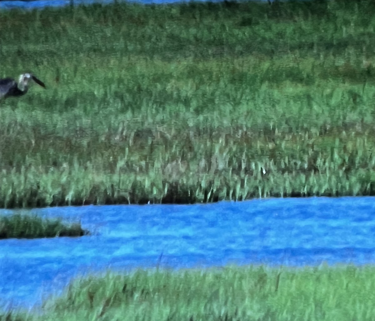 Great Blue Heron - Anonymous