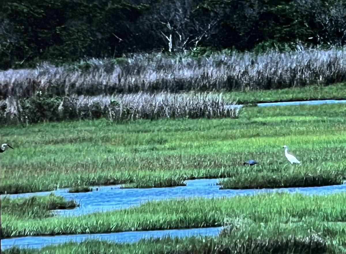 Great Blue Heron - Anonymous