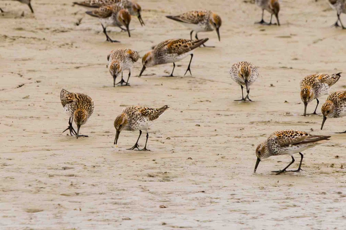 Western Sandpiper - ML618182381