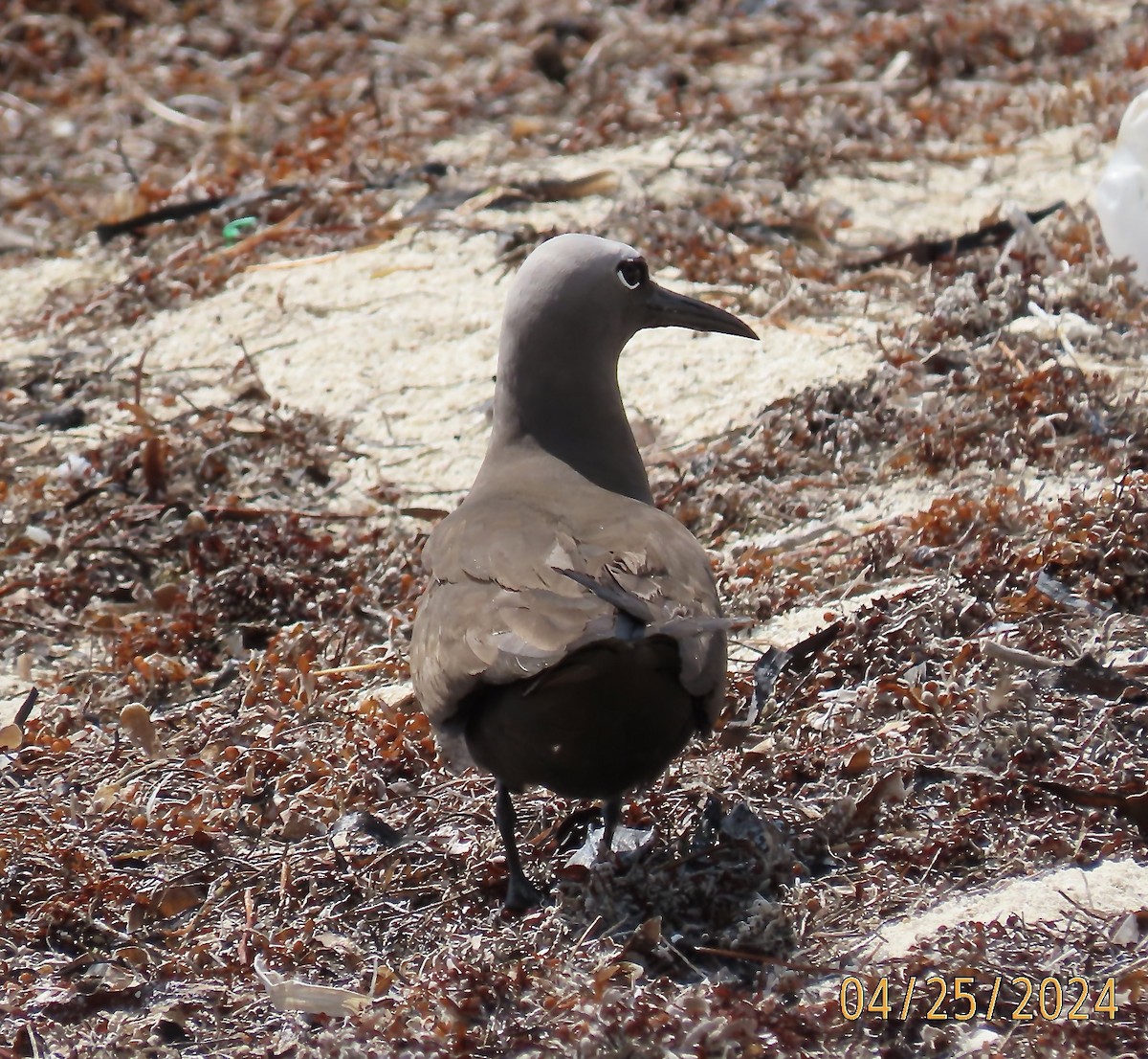 Brown Noddy - Rod MacKenzie