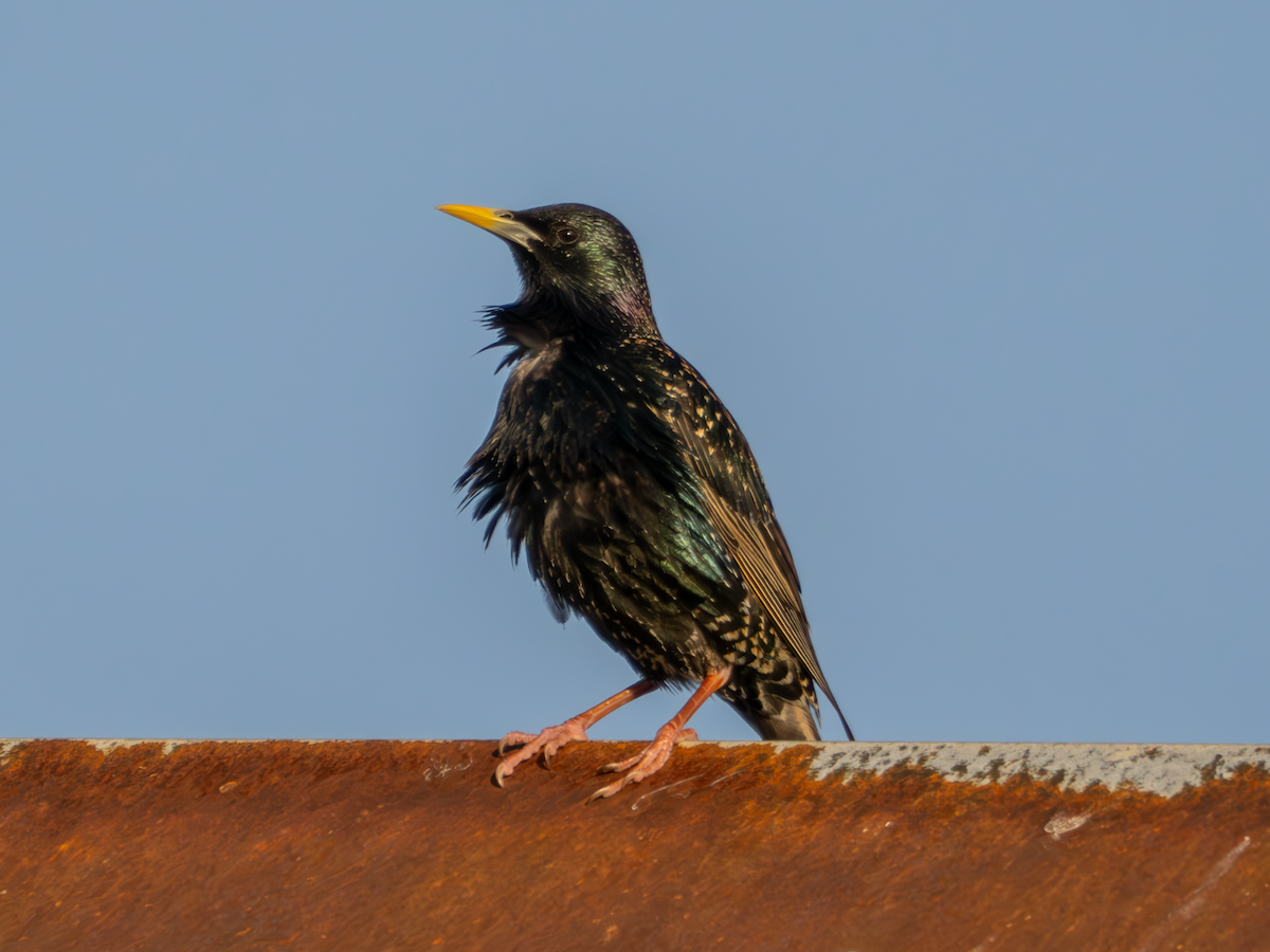 European Starling - ML618182398