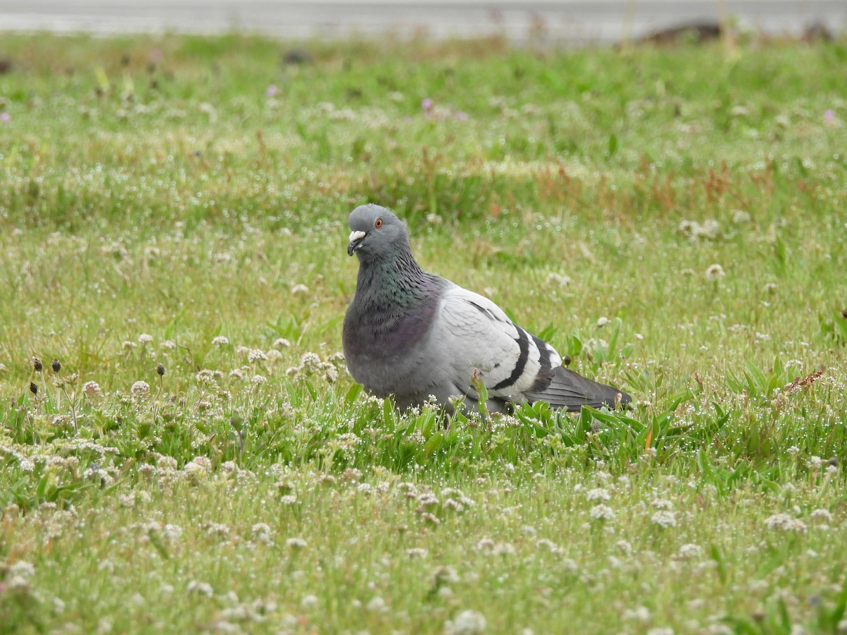 Сизый голубь (Одомашненного типа) - ML618182402