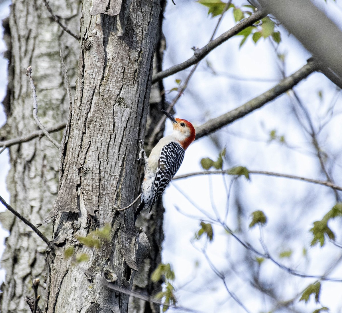 Red-bellied Woodpecker - ML618182425