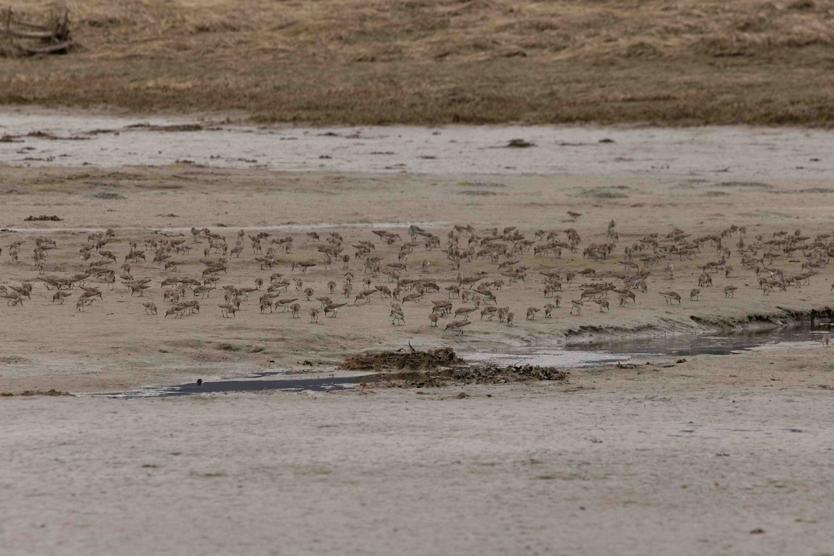 Western Sandpiper - ML618182430