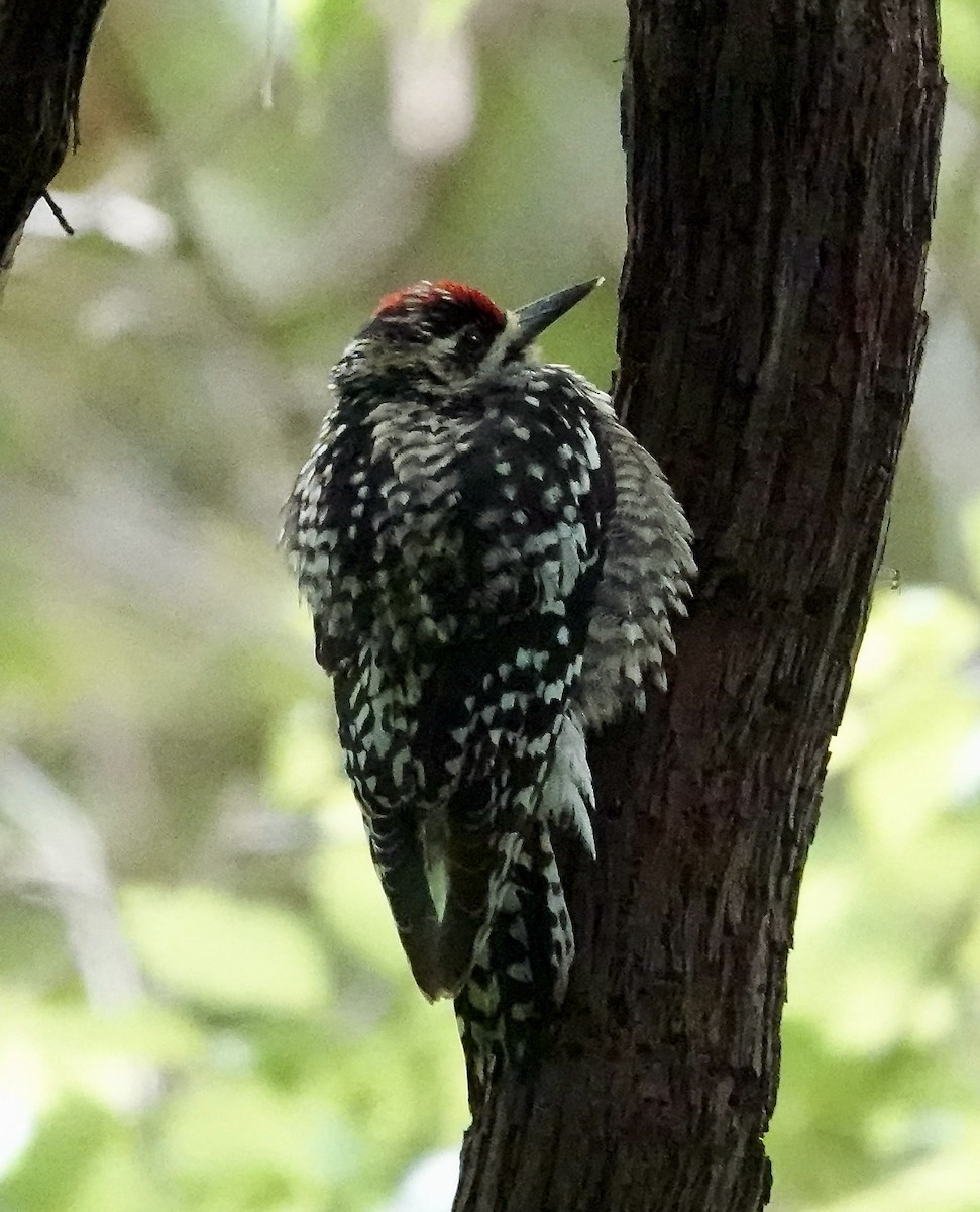 Yellow-bellied Sapsucker - Gail Glasgow