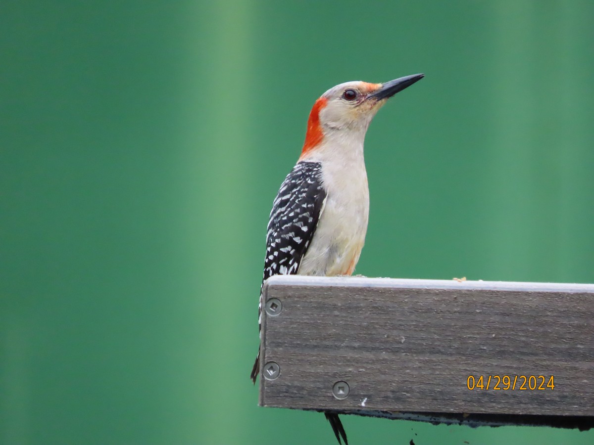 Red-bellied Woodpecker - Susan Leake