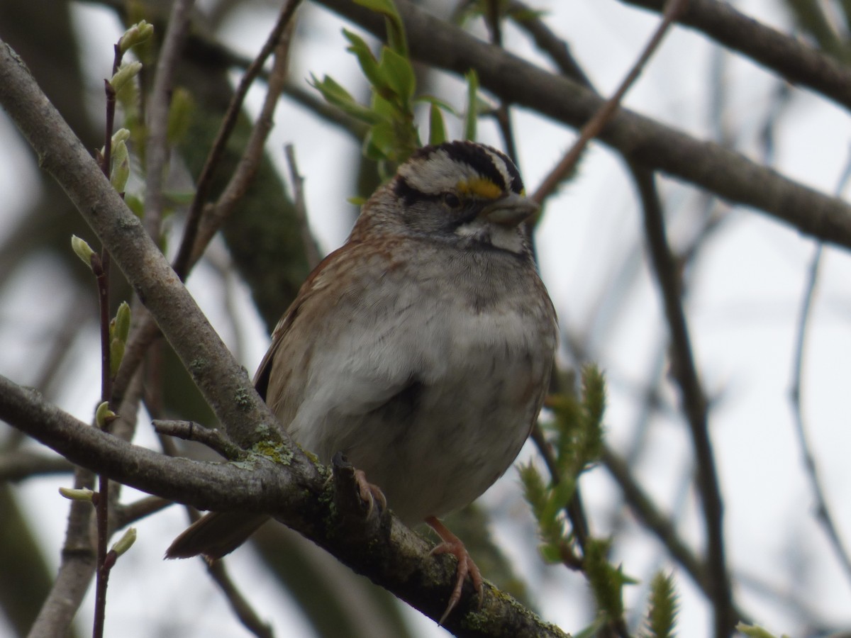 White-throated Sparrow - ML618182468