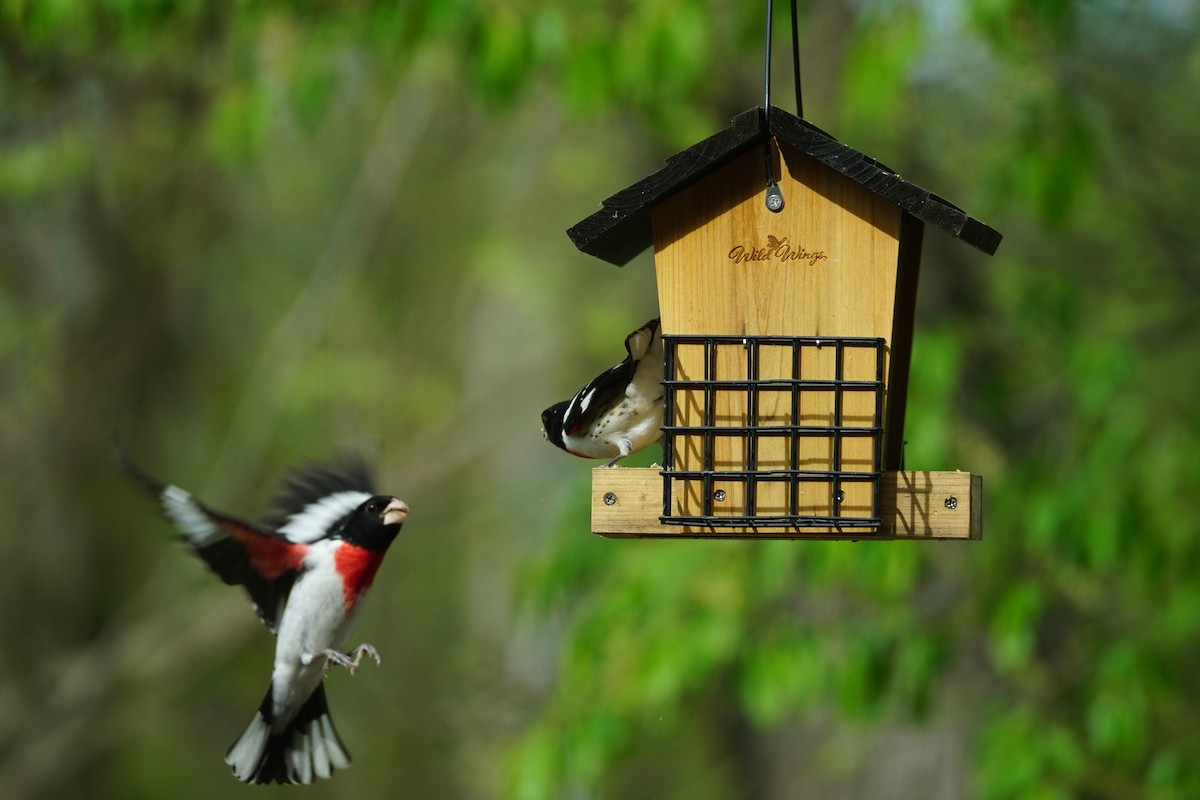 Rose-breasted Grosbeak - ML618182492