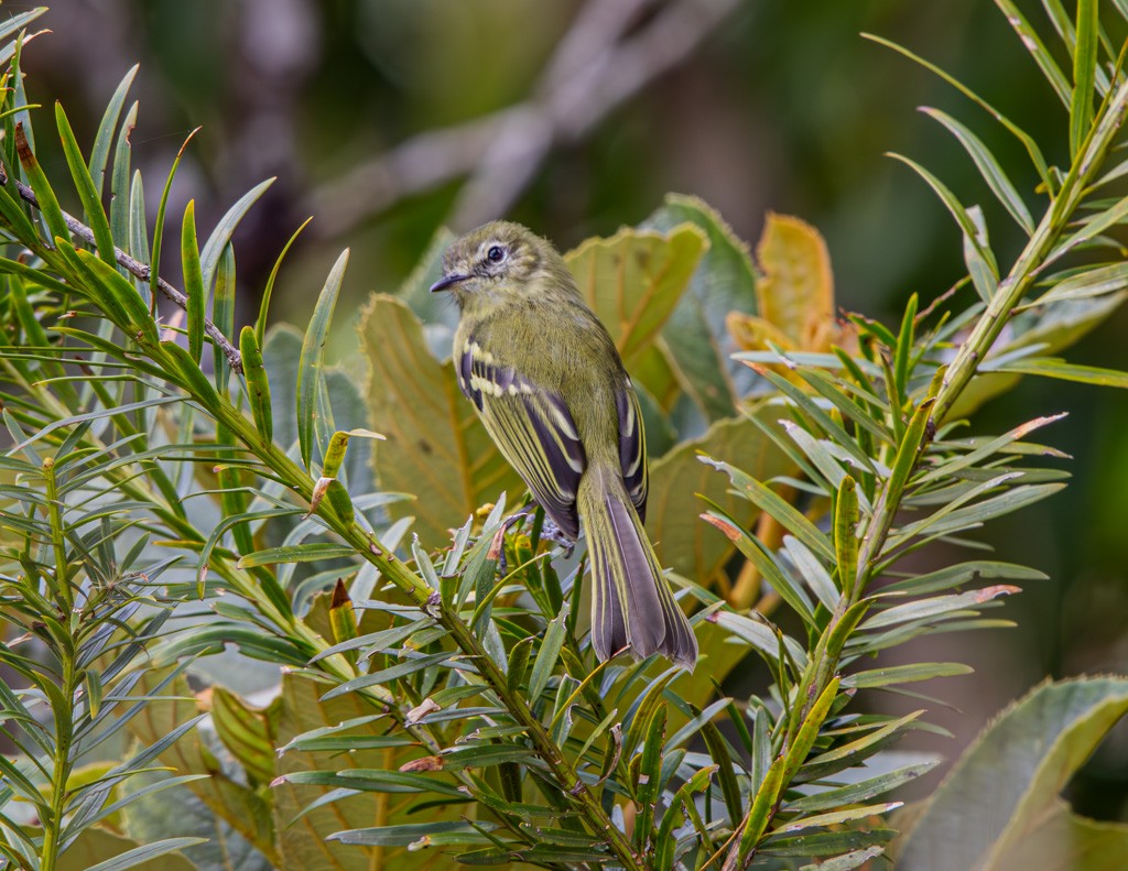 Mottle-cheeked Tyrannulet - Felipe Aoyagui