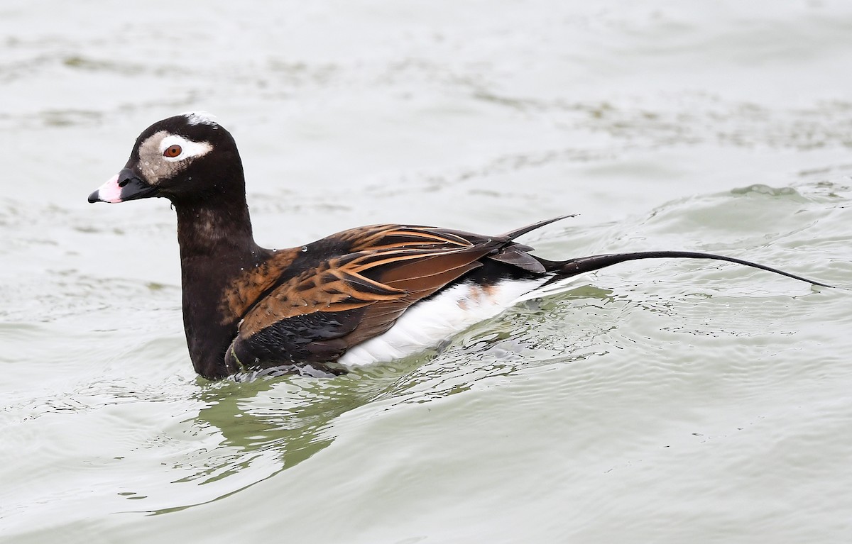 Long-tailed Duck - Joshua Vandermeulen
