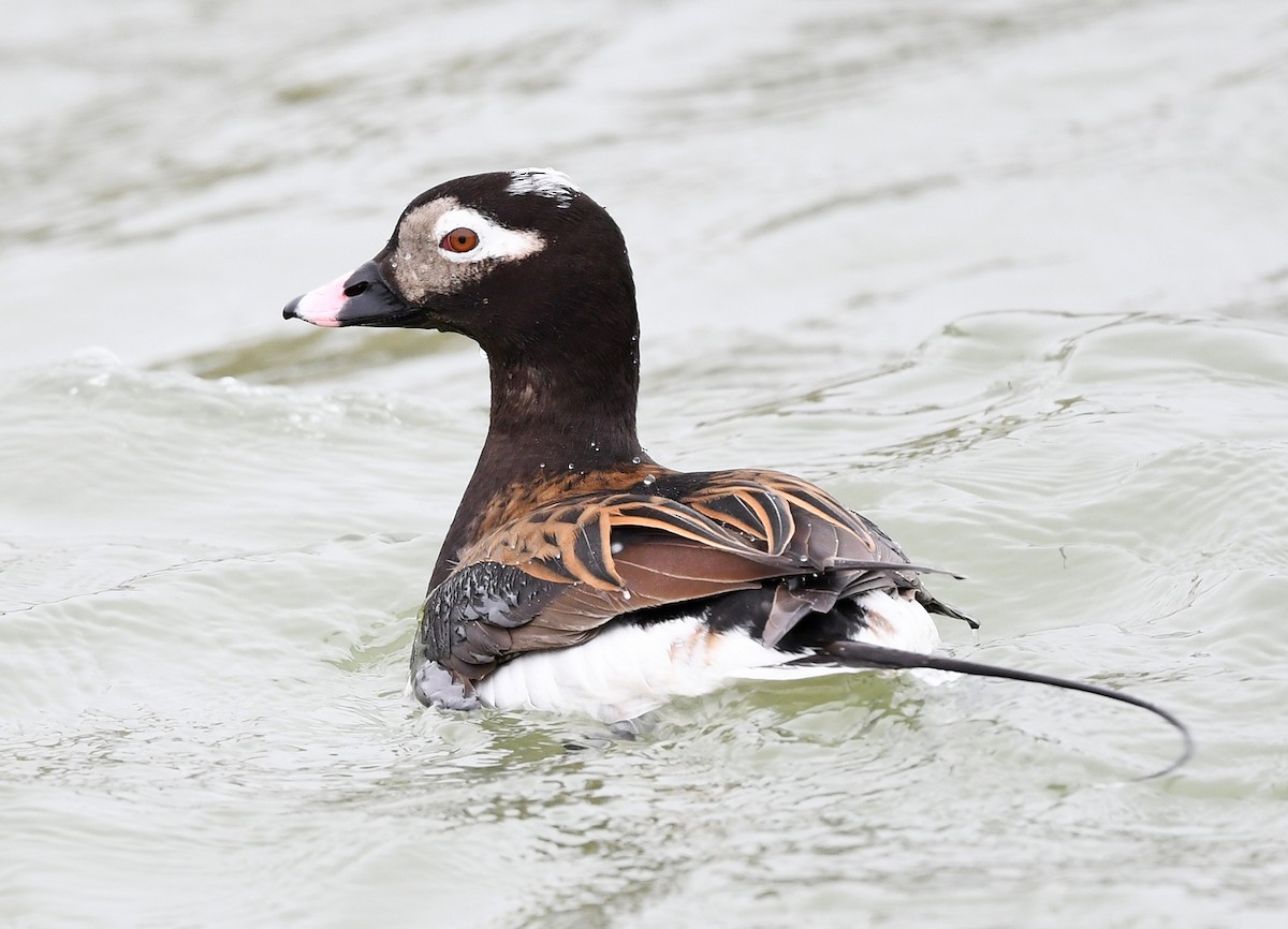 Long-tailed Duck - Joshua Vandermeulen