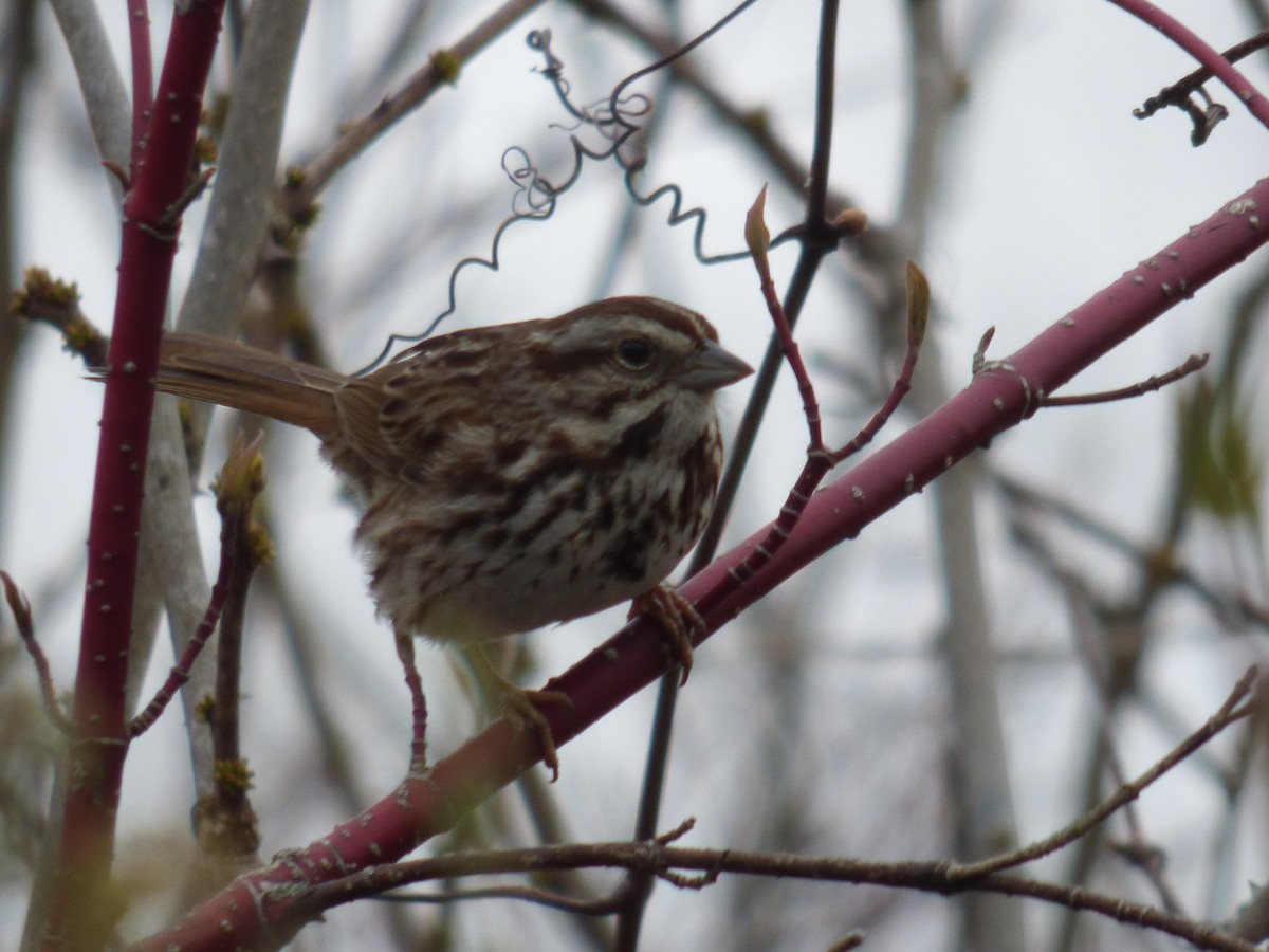 Song Sparrow - ML618182509