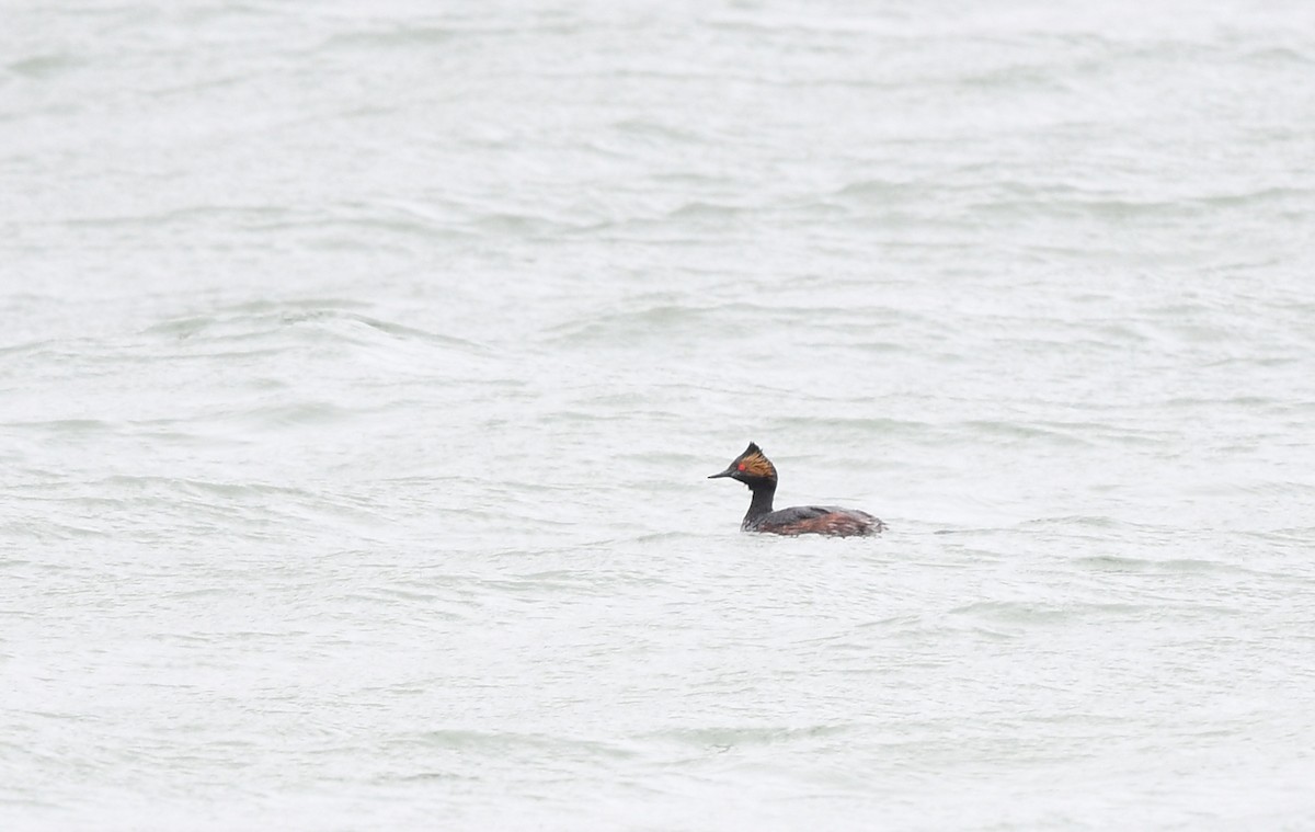 Eared Grebe - Joshua Vandermeulen