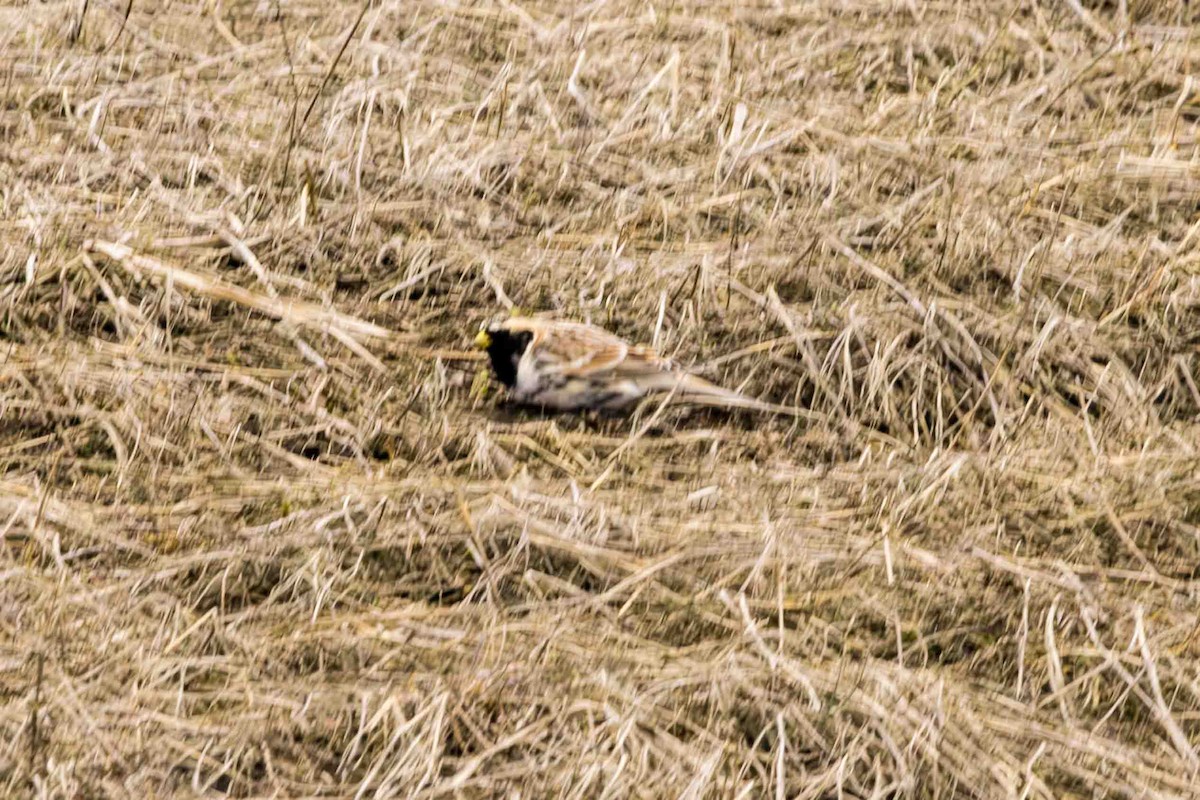 Lapland Longspur - Scott Fischer