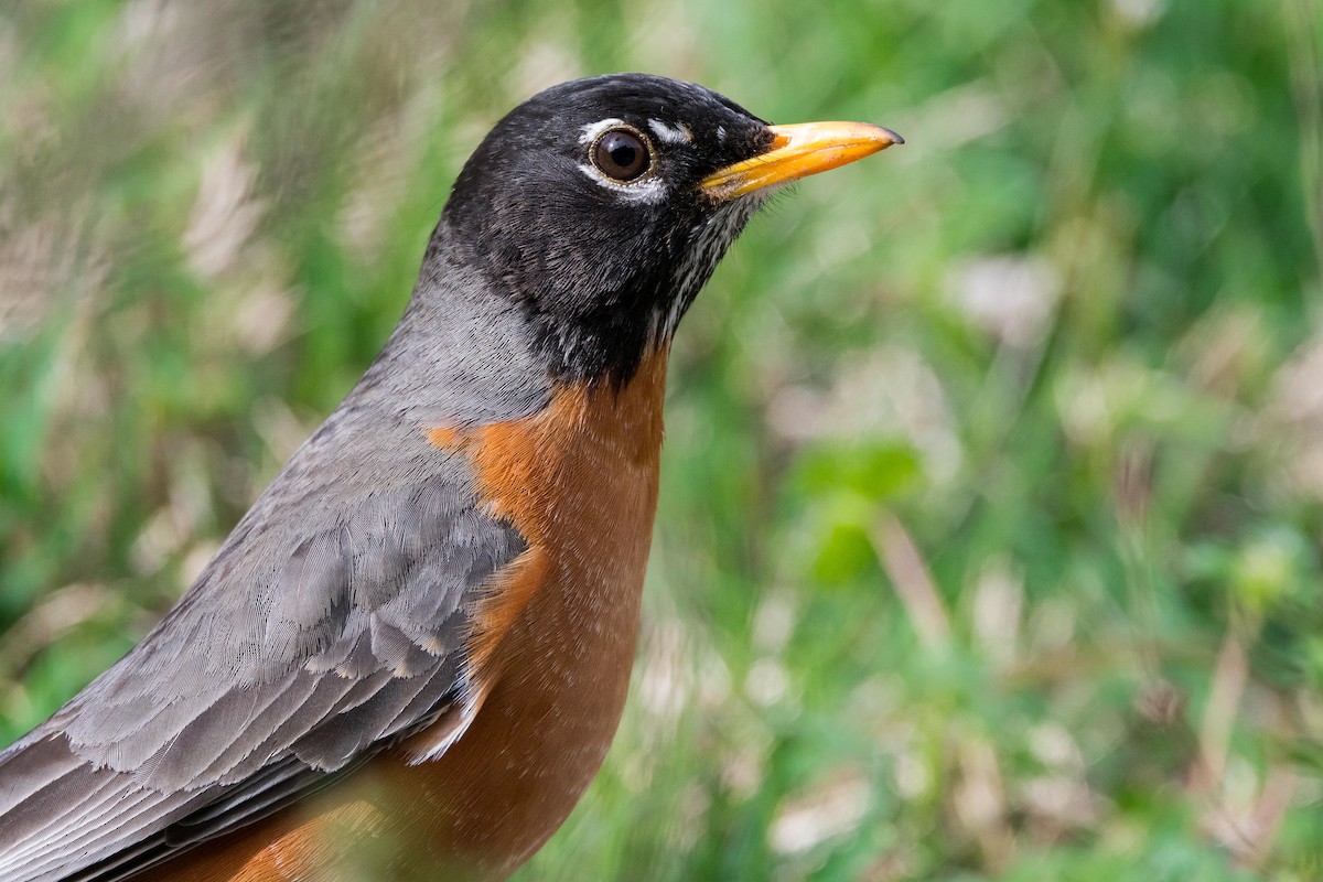 American Robin - ML618182550