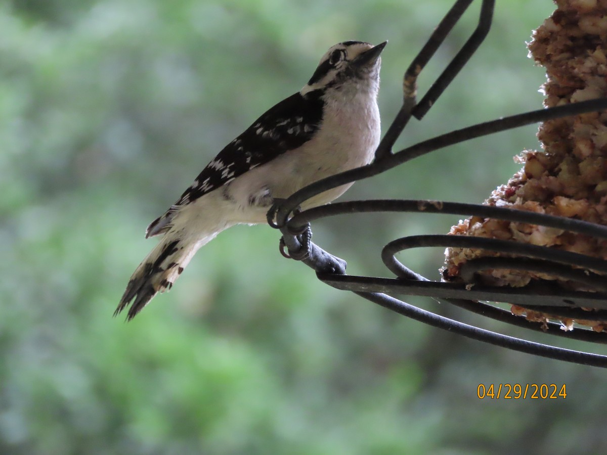 Downy Woodpecker - Susan Leake