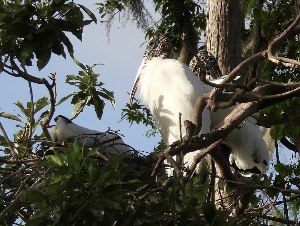 Wood Stork - pamela graber