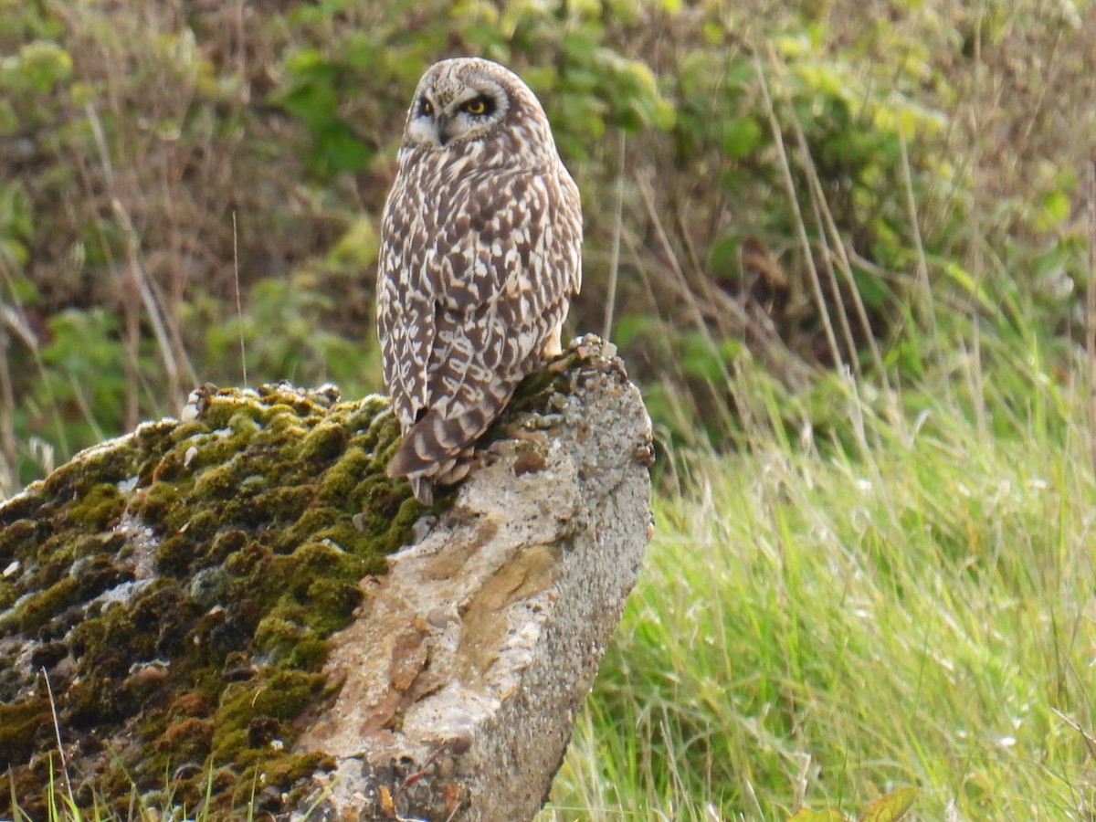 Short-eared Owl - ML618182613