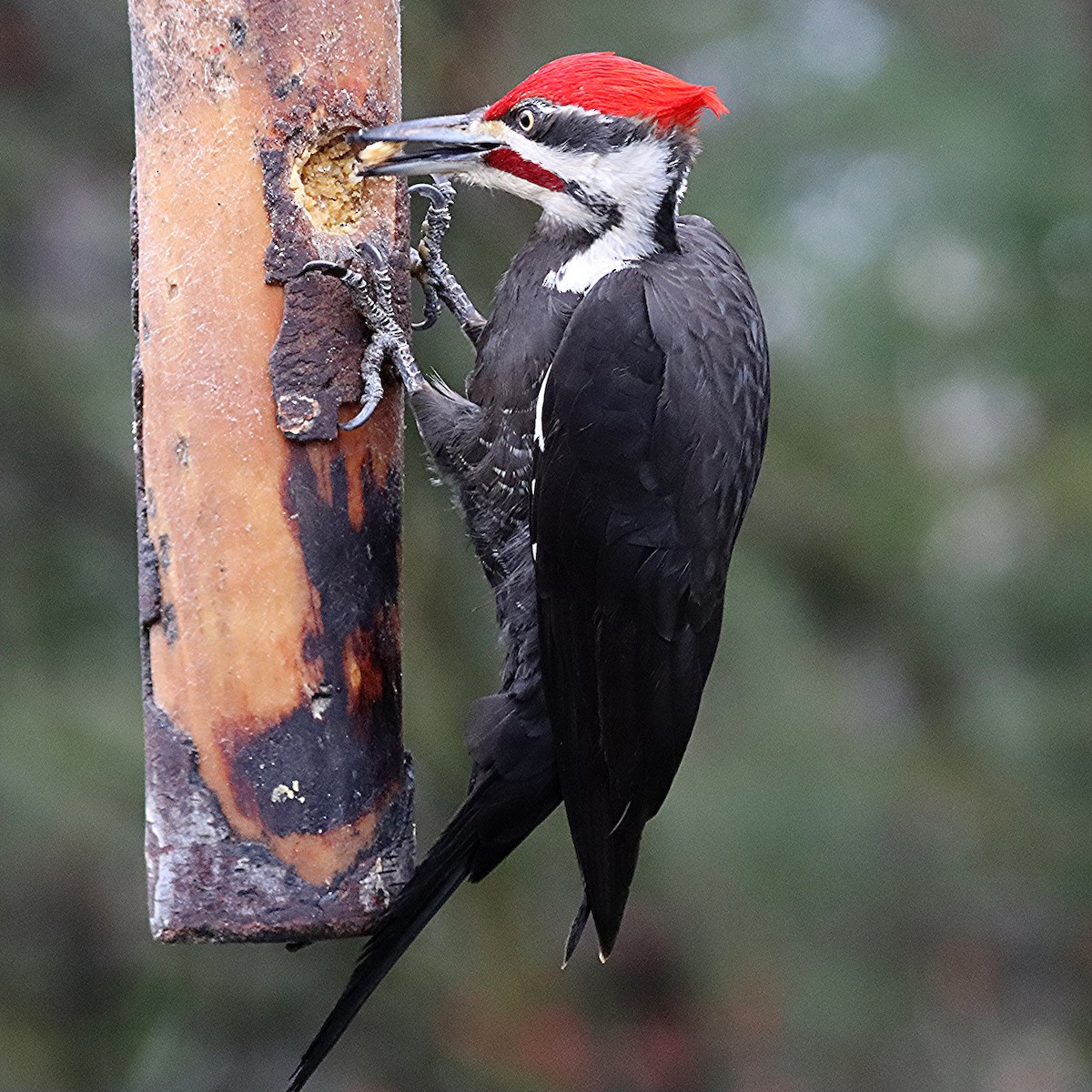 Pileated Woodpecker - ML618182617